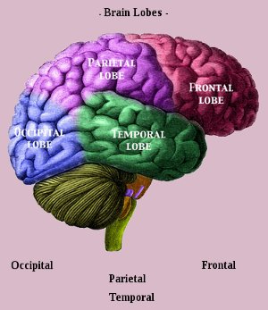 parts of the brain lobes